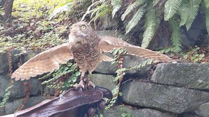 931 reactions · 158 shares | Bird bath to keep cool for Pebbles the burrowing owl. Happy #OwlAwarenessDay! 黎 : Keeper Brynn | Point Defiance Zoo & Aquarium | Facebook
