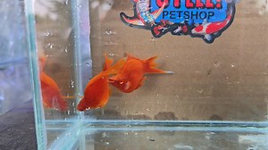 Firecracker Balloon Sword Tails | Oyeee Petshop