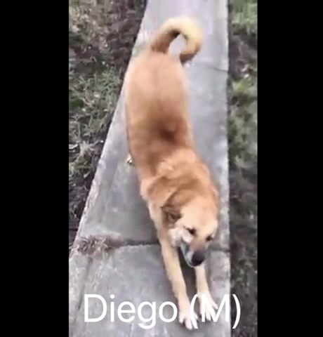 48 reactions · 18 shares | Adopting a senior dog is also a wonderfully rewarding experience! Here are our available seniors Please see more at https://www.facebook.com/Paws2Rescuedogsforadoption | Paws2Rescue | Facebook