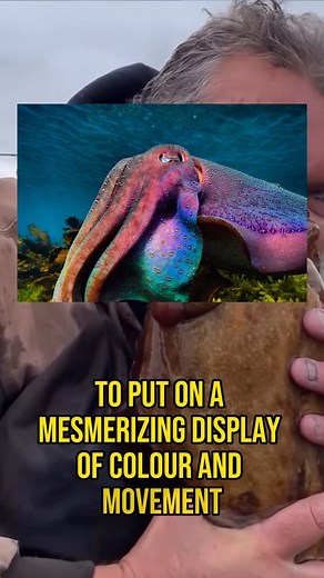 This is the GIANT cuttlefish!! 🤯 #fishing #ocean #sea #nature #outdoors #wildlife #fish | YouFishTV