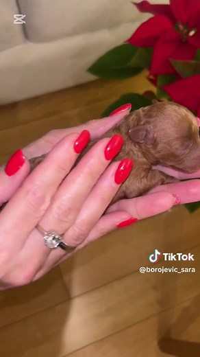 Crvene Patuljaste Pudlice - Sve o ovim ljubimcima