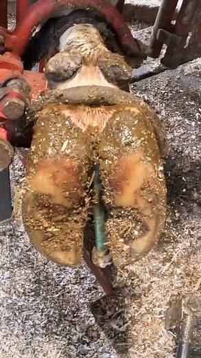 Midwestern Style Hoof Trimming #midwesternhooftrimmer #balance #Hoof #model #smooth #farm | Midwestern Hoof Trimmer