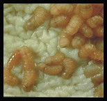 Bot Flies - Livestock Veterinary Entomology