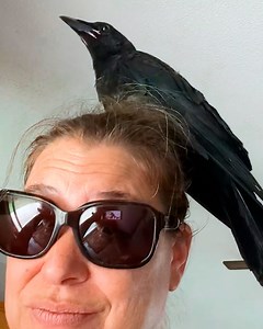 Crow demands attention just like a child #crow #wildbirds #cuddlebuddies | Cuddle Buddies