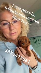 Piccola, elegante e piena di carattere ✨ Lei è una barboncina mini toy e sì… rimarrà così: minuscola nel corpo, enorme nel cuore 🐩💖 Un concentrato di dolcezza che conquista al primo sguardo. 📍 Allevamento Arven House di Oleggio 📞 333 347 3561 📧 bernardin.a@libero.it #barboncina #barboncinatoy #minitoy #poodlelove #poodletoy toyred cucciolifelici cuccioli doglover allevamentocinofilo arvenhouse tiktokdogs puppylove dogsoftiktok 🐾✨ | Barboncino Toy/spitz nano.tedesco/ ARVEN HOUSE