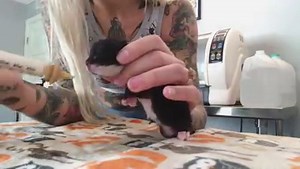 Every 2 hours, this sweet newborn girl is weighed, stimulated to go potty, fed kitten formula via syringe, cleaned up with a baby wipe, and put back in her warm, cozy bed. I provide the care, she provides the appetite and the purrs! You can learn how to do all of these this care and more at KittenLady.org ✨ | Kitten Lady