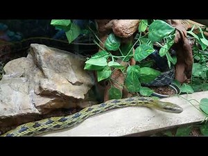All about the Taiwan Beauty Snake ( asian rat snake )