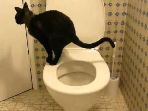 Toilet training my cat. Fully trained. Stage 4b.
