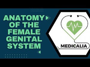 Anatomy of the female genital system ( Part 2 )