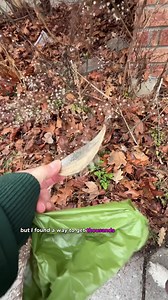 Free Seeds? This Is How To Get Thousands.🌱🦋#howtowithjessie #milkweed #free #seeds | Growithjessie