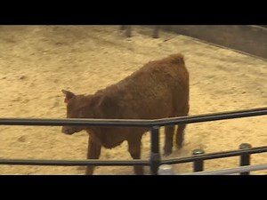 Cattle Auctions
