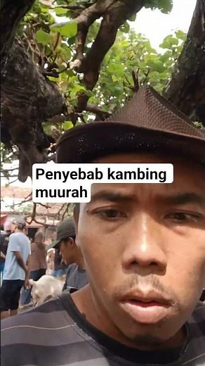 cause of goat muuuurah