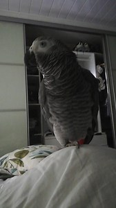 8.3K views · 230 reactions | Wen kelo hears Liverpool is playing  | Kelo the African Grey | Facebook