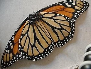 Monarch Butterfly Walkalong Glider