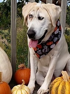 24 reactions | A dog with facial deformities was repeatedly overlooked by potential adopters due to his appearance. Eventually, a compassionate person chose to adopt him, giving him the loving home he deserved | Real Imagination | Facebook