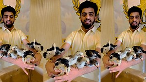 Supreme Quality Black/Blue O SHAMO’s Chicks 🐥 GFB Homebreed Going to Our Loving brother Mian Zain From Lahore 😎🦅 | Ghausia Shamos Land