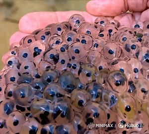 30K views · 80 reactions | After a light rain, a farmer discovered dozens of small eggs scattered across his field  Their size was puzzling: too large to be insect eggs, but too small to be bird eggs. Intrigued, he contacted a biologist he knew — and both were astonished to learn the true origin of these eggs  Find out what happened next in the first comment  | Pretty Stories | Facebook