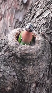 32K views · 7.3K reactions | Red-breasted Parrot列 #birdsinflight #birdsofaustralia #BirdsOfInstagram #birdseye #birdsofparadise #birdseyeview #BirdsOfAFeather #birdsofig #birds #birdsnest #birdsofprey #birdslover #birdsofindia #birdsphotography #birdstagram #birdsong | Pop 10M | Facebook