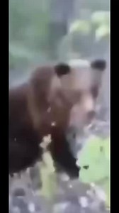 #Fredy #Fazber | bear