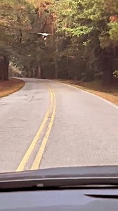 3.8K views · 40 reactions | Falcon flying with his prey. #falcon #prey #hunting #nature #explore #trending #wildlifephotography #instagram | Bird Lovers | Facebook