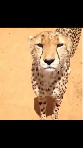 Ruthless Nature on Instagram: "Have you ever heard a cheetah talk? "