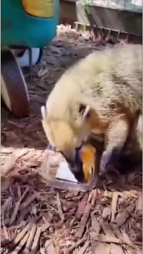 7.5K views · 141 reactions | Kiwi loves #honeycomb! #coatimundi #animals #animalsanctuary | The CARE Foundation | Facebook