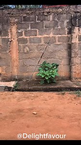 35K views · 810 reactions | Hello check below for the video | DelightFavour | Facebook