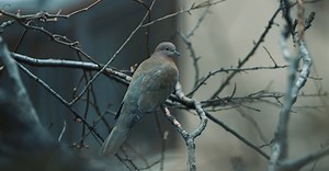 Video by Özgür Sürmeli on Pexels