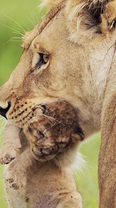 28K views · 556 reactions | Morning game drives are the best. The lioness gently carries her stubborn (or weak) cub to safety, showing the true heart of the wild. #MotherNature #motherlove #motherhood #fblifestyle #family #nature #porcupinetours | Jacqueline Emmanuel | Facebook