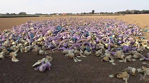 360K views · 3K shares | How the commons spawn in Pokemon go | GTAbible | Facebook