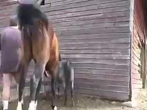 American women really fucked by big horse at the farm