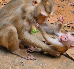 God help ! Libby att-ack bit on son so hard that make Leo scr-eam alou-d ! Look so pitifuI ! 2078 | Hi Monkeys