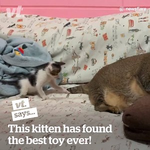 This kitten has found the best toy ever! 😅 | VT