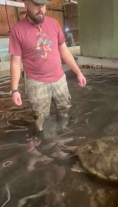 5.5K views · 167 reactions | Meet Gadzuki our 2nd largest alligator snapping turtle. | Colorado Gator Farm | Facebook