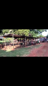 2.7K views · 15 reactions | Pregnant cape lob ear/appel bok females for sale. Only 8 available. R3000 each to take all or R4500 each to pick and choose. From heartwater veld. Brits,North West. 0716051946. | GA Livestock Trader | Facebook