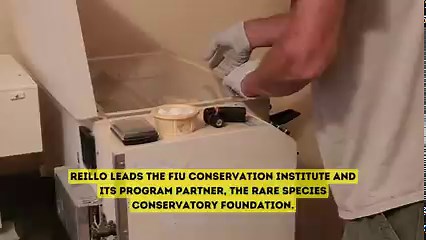 Two dozen rare Amazon parrot chicks are getting a second chance thanks to FIU’s Tropical Conservation Institute after they were seized from an international smuggling operation. Read more about it at http://ow.ly/T6En50Oy12F | Florida International University