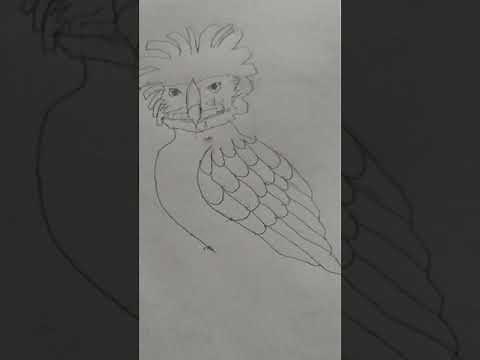 How to draw the Philippine Eagle.