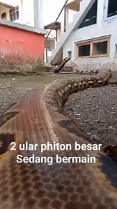Sepasang ular phiton besar #2ularbesar #phiton #realfyp | Iwan Jamil