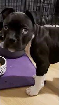 😂 Hilarious Animal Fails That Will Make You Lose It! 🐶🐱