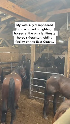 The two mini mules are safe and now owned by the rescue! #NissanShowUp #colbyscrew #rescuehorse #equestrian #fyp #blowthisup | Dinne Press