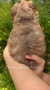 What is your favorite color? Cavapoos come in a stunning range of coat colors and patterns, each with its own charm. What's your favorite! Sable coats feature a rich mix of dark-tipped hairs * Ruby Red Cavapoos boast a vibrant, warm hue Tuxedo coats are classy with dark coats and white accents Merles have unique, marbled patterns Blenheim is a classic chestnut and white mix, often with sweet markings on the head and body. #cavapoopuppies #preciouspups #doodlepuppies #doodlesofinstagram #colorful