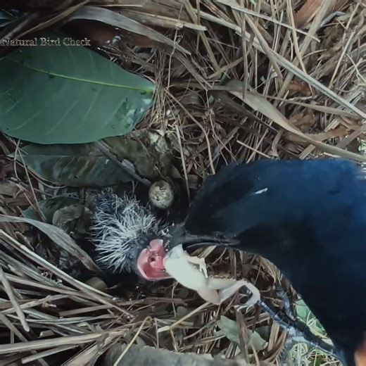 Birds feed on crickets and frogs | Natural Bird Check