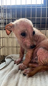 9.4K views · 42K reactions | Cumplí mi promesa Tito . El 15 de Octubre del año pasado te hice una promesa, estabas asustado, enfermo, te dejaron abandonado en la lluvia para morir. Hoy meses después te ves increíble, rodeado de una familia que te ama y te cuida mucho. Gracias a mis Padrinos y toda la familia por darle a Tito más que un hogar❤️‍啕. Feliz vida Tito Bonito #perrorescatado #doglovers #petlovers #perrosdeinstagram | Carlos Miguel Ruiz | Facebook