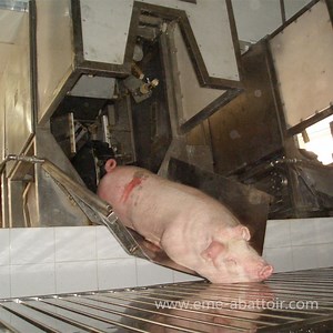 [Hot Item] Abattoir Machinery Slaughterhosue Equipment Killing Electrical Stunning Device Pork Processing Pig Slaughtering Machine