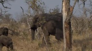 Why do elephants break the branches off trees? 🌿🐘 Elephants strip trees for their sustenance. Their diet primarily consists of various plant species' leaves, branches, and bark. Elephants employ their incredible strength and skill to access these nutrient-rich parts of the plants to break down trees. 📽️ Wildearth | EcoTraining