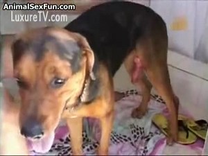 Latina housewife jerks off her dog in the bathroom