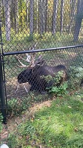 Maine Moose 🫎: Maine Wildlife Park #maine #moose #wildlife