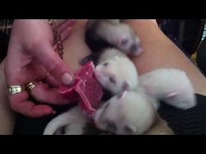 4 week old ferrets eating meat!