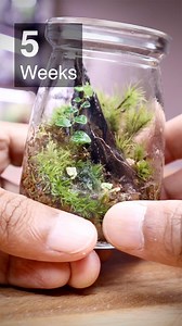 30K views · 533 reactions | Mini Moss Terrarium after 5 weeks #mini #moss #terrarium #mossarium #terrariumupdate | The Urban Nemophilist | Facebook