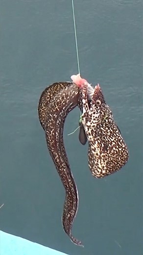 Eel Fishing in Belize🇧🇿 VISIT ON FACEBOOK, TWITTER, INSTAGRAM, YOUTUBE VIMEO, TUMBLR, TIKTOK, RUMBLE, & OUTDOORSMANSHOP.NET #fishing #hunting #travel #adventure #belize #gopro | The Outdoorsman with Max McNeely
